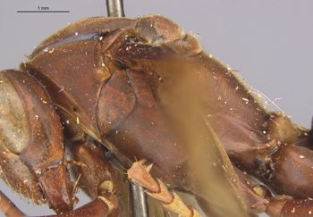 Media type: image; Entomology 36002   Aspect: thorax lateral